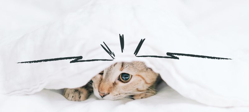 Cat stares out from underneath a white blanket with illustrated spiky lines over the top