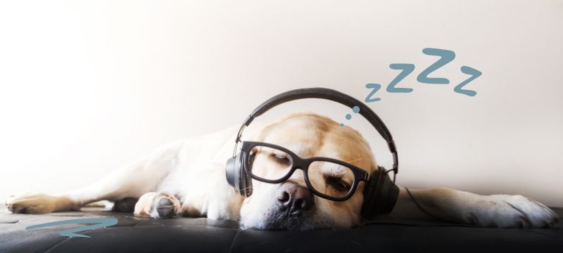 Sleeping dog wearing glasses & headphones with illustration of ZZZZs above their head