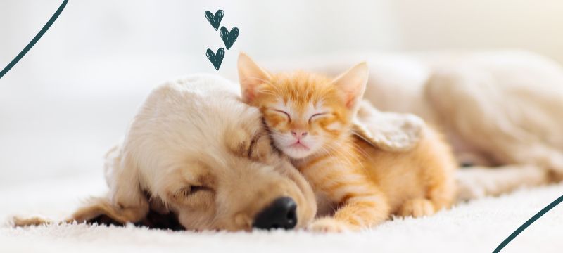A ginger kitten sleeps on top of a pale yellow puppy. Green illustrated hearts float above them