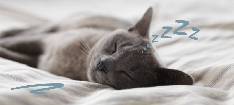Grey cat sleeping on a white bed with an illustration of ZZZs over their head