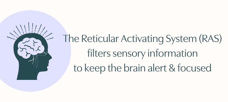 The RAS filters sensory information to keep the brain alert & focused